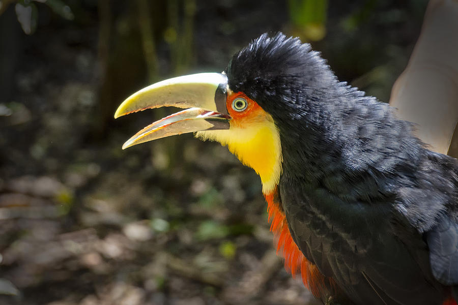 Birds of South America Photograph by Jon Berghoff