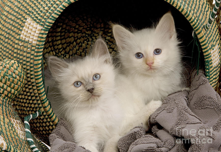 Birman Kittens #2 Photograph by Jean-Michel Labat