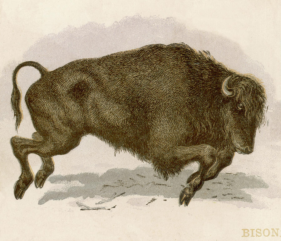 Bison Drawing - Bison Bison American Bison Or Buffalo #2 by Mary Evans Picture Library