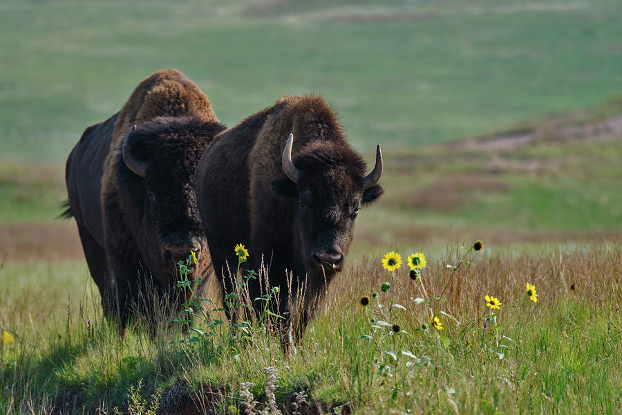 Bison Buffalo In Wind Cave National Park #2 Photograph by Mark Newman