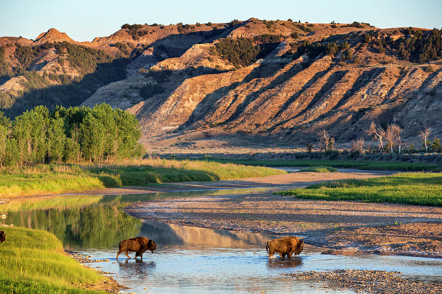 Bison Crossing The Little Missouri #2 Photograph by Chuck Haney