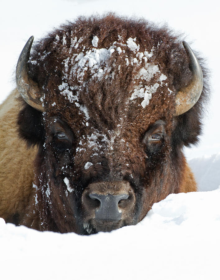 Bison in Snow #2 Photograph by Max Waugh