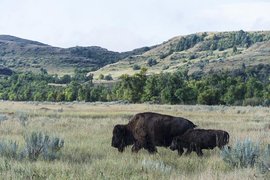 Bison, North Dakota #2 Photograph by Mark Newman
