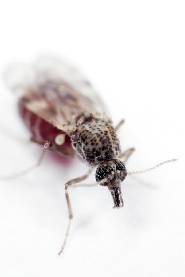 Biting Midge Photograph By Sinclair Stammersscience Photo Library