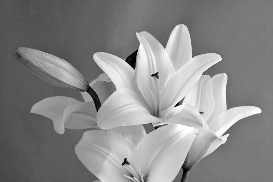 Still-life Photograph - Black and White beauty #4 by George Atsametakis