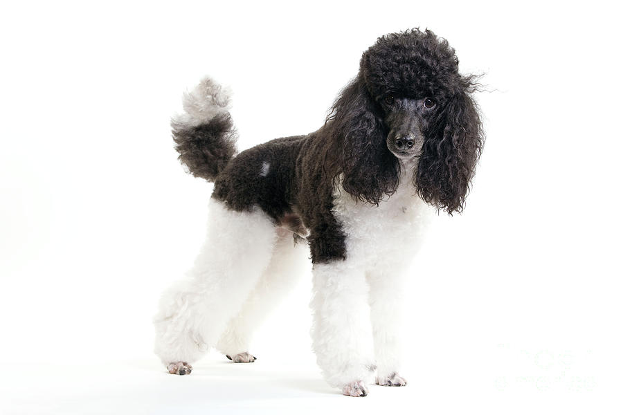 Black And White Poodle #2 Photograph by Jean-Michel Labat