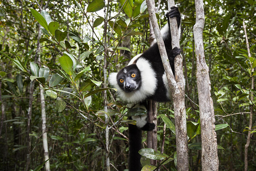 Black And White Ruffed Lemur Madagascar #2 Photograph by Konrad Wothe