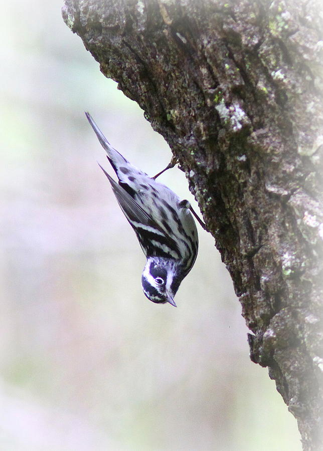 Black and White Warbler #2 Photograph by Travis Truelove