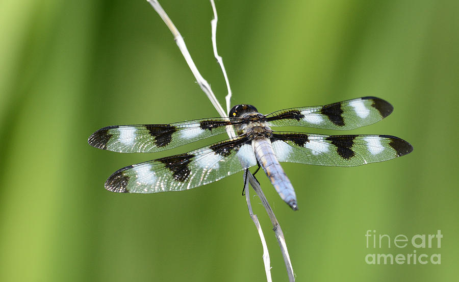 Black and White Winged Dragonfly #1 Photograph by Dennis Hammer
