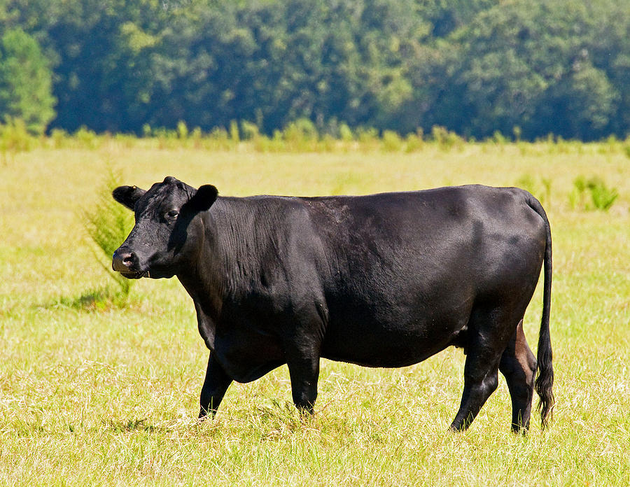 Black Angus Cattle #2 Photograph by Millard H. Sharp