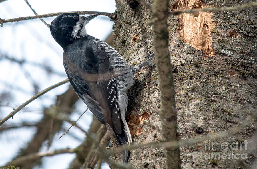 Black-backed Woodpecker #2 Photograph by Cheryl Baxter