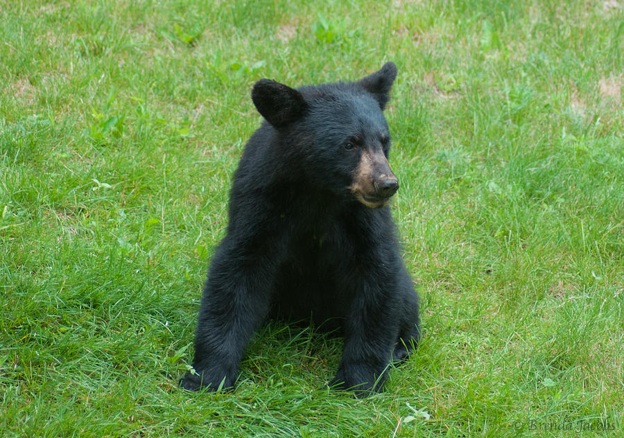 Black Bear Cub #2 Photograph by Brenda Jacobs
