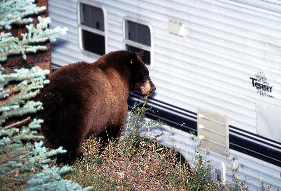 Black Bear #2 Photograph by Greg Ochocki