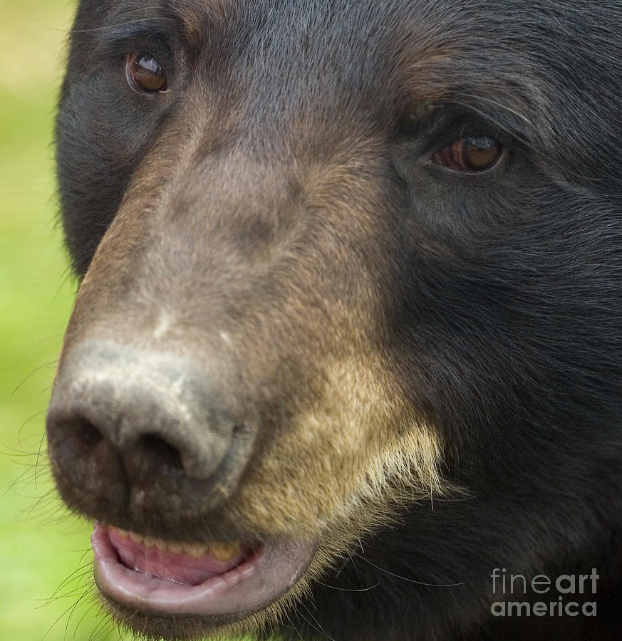 Black Bear #1 Photograph by J L Woody Wooden