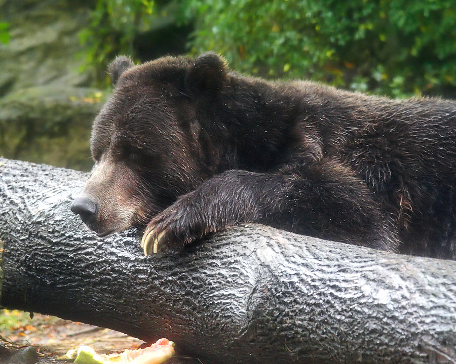 Black Bear #3 Photograph by Mary Almond