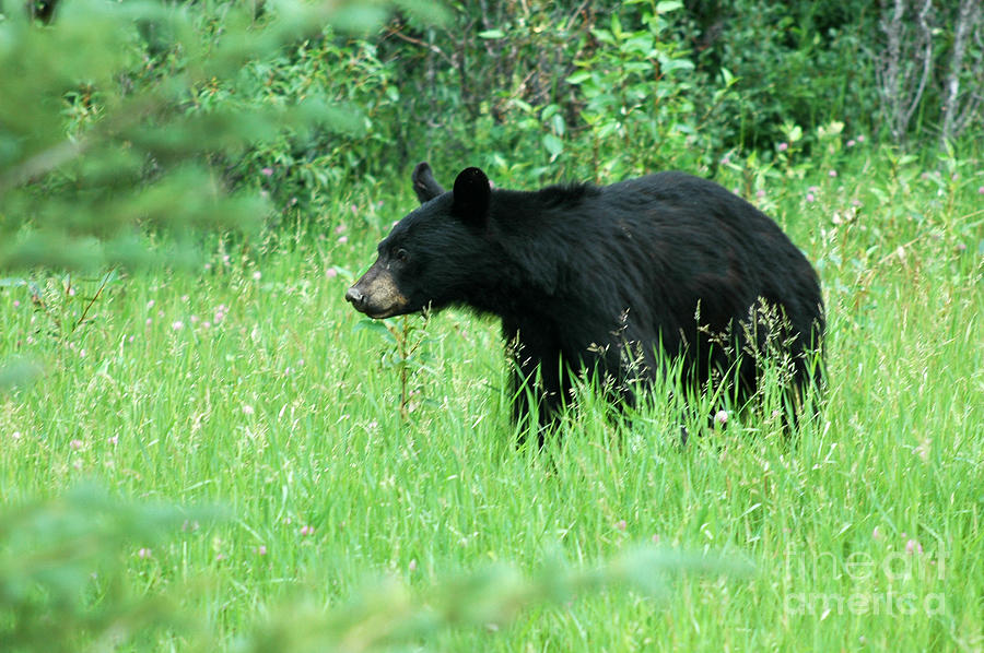 555P Black Bear Photograph by NightVisions