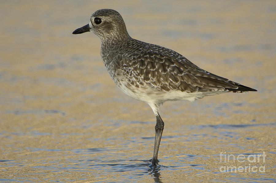 Black-bellied Plover #2 Photograph by John Shaw