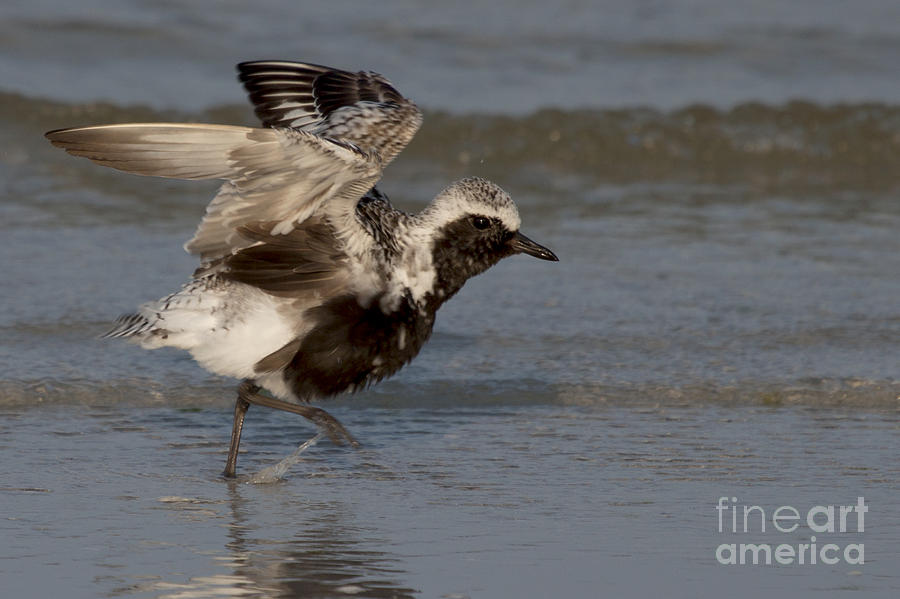 Black Bellied Plover Photograph