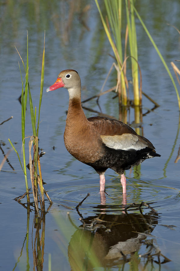 Black-bellied Whistling Duck Photograph by Anthony Mercieca - Fine Art ...