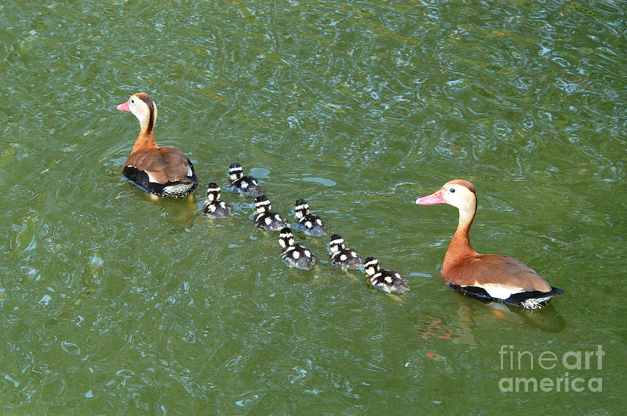 Black-bellied Whistling-duck Family #2 Photograph by Gregory G. Dimijian