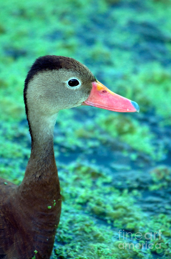 Black-bellied Whistling-duck Photograph by Mark Newman