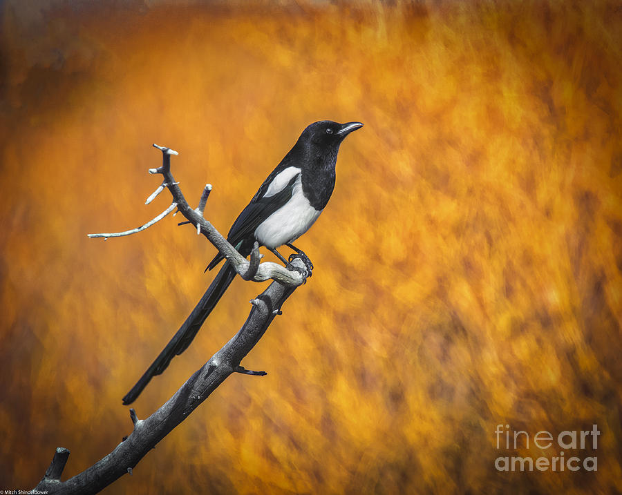 Black Billed Magpie #2 Photograph by Mitch Shindelbower