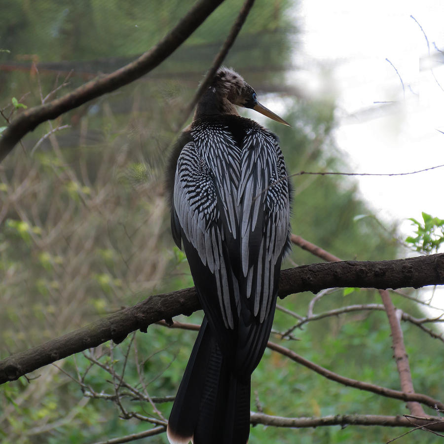 Black Bird #2 Photograph by Vijay Sharon Govender