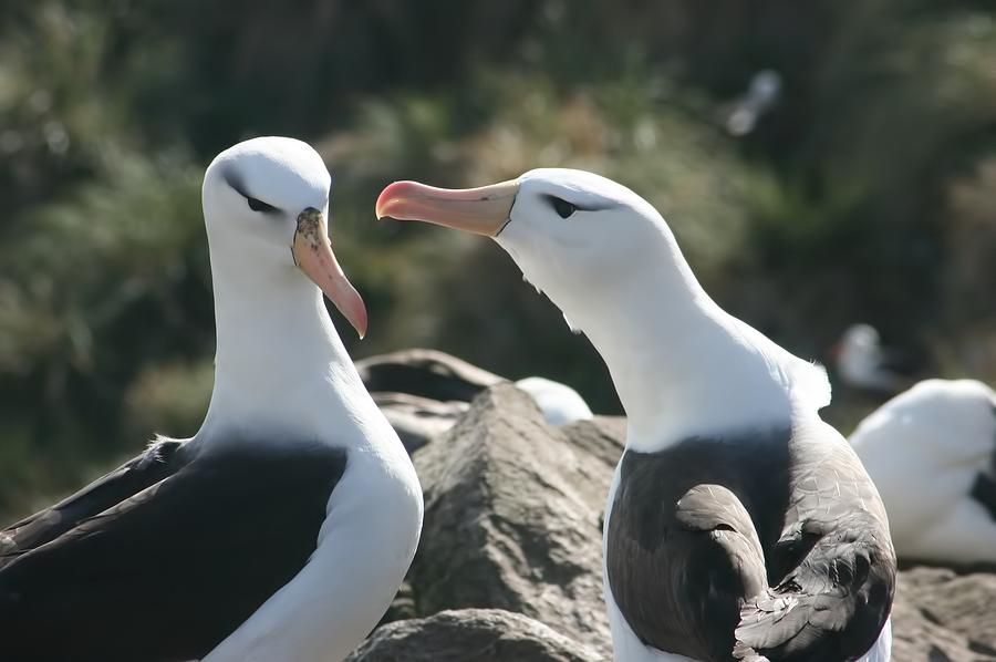 Black Browed Albatross Pair #2 Photograph by Amanda Stadther