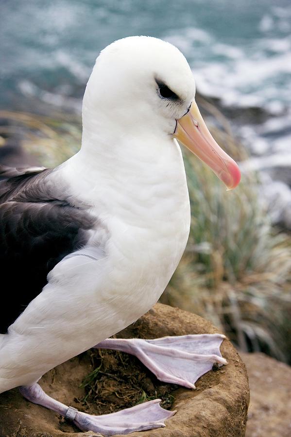 Nature Photograph - Black-browed Albatross #2 by Steve Allen/science Photo Library