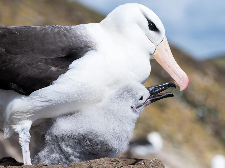 Albatross Photograph - Black-browed Albatross (thalassarche #2 by Martin Zwick