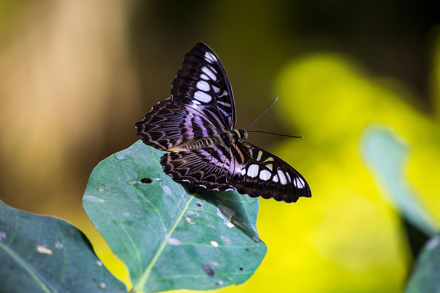 Black butterfly #2 Photograph by Susan Jensen