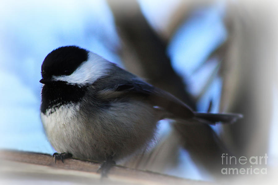 Black Capped Chickadee #2 Photograph by Alyce Taylor