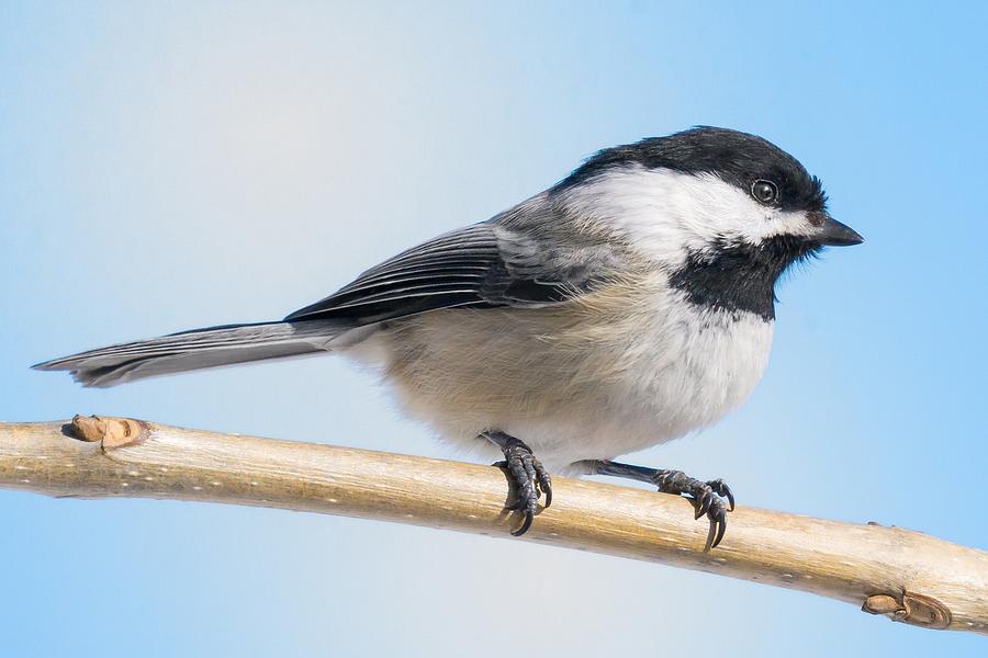 Black-Capped Chickadee #1 Photograph by Jim Hughes