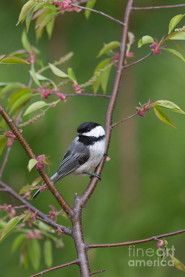 Chickadee Photograph - Black-capped Chickadee Poecile #2 by Linda Freshwaters Arndt
