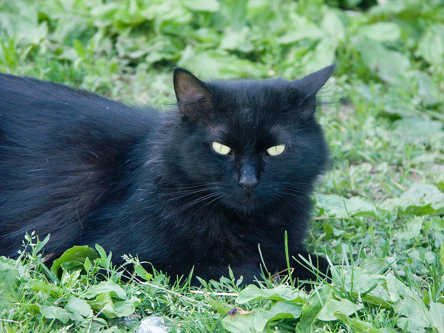 Black Cat Photograph by Bonnie Sue Rauch - Fine Art America