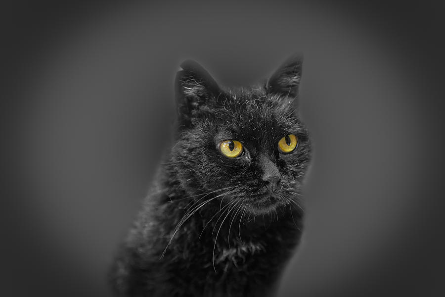 Black Cat #2 Photograph by Peter Lakomy