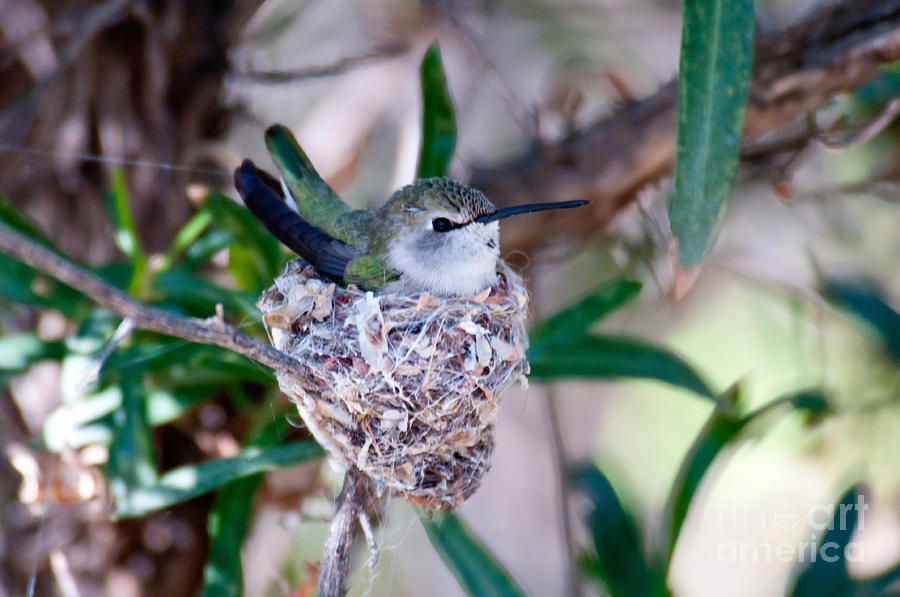 Black-chinned Hummingbird At Nest #2 Photograph by Mark Newman