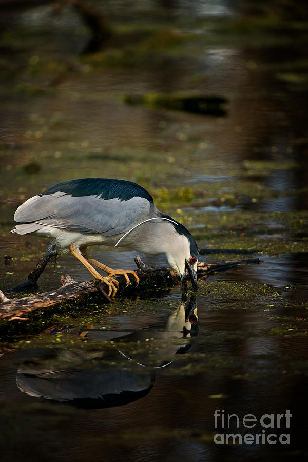 Black Crowned Night Heron by Michael Cummings Black Crowned Night Heron by Michael Cummings