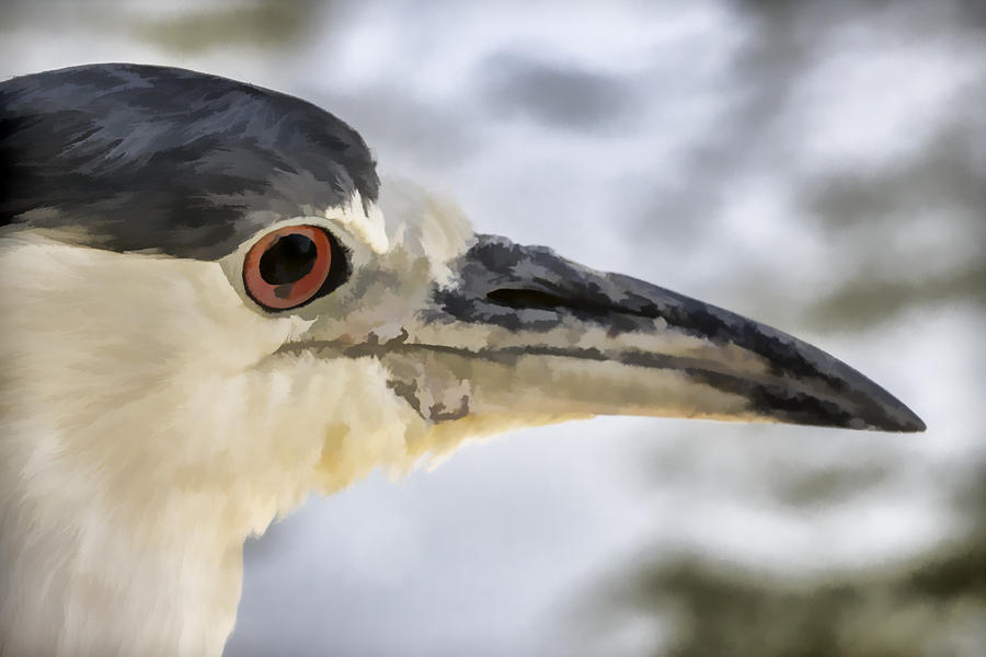 Black Crowned Night Heron #2 Digital Art by Photographic Art by Russel Ray Photos