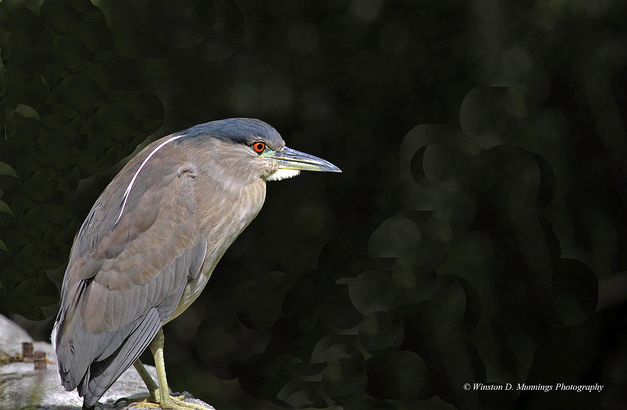 Black-crowned Night Heron #2 Photograph by Winston D Munnings