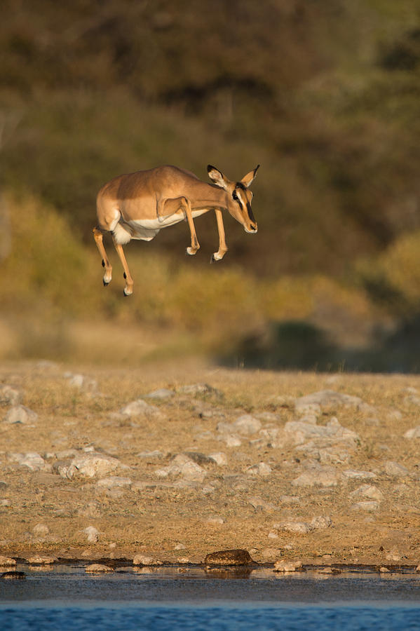 Wildlife Photograph - Black-faced Impala Aepyceros Melampus #2 by Panoramic Images