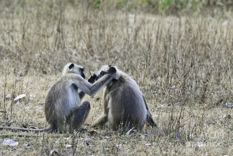 Nature Photograph - Black-faced Langur Monkeys #2 by William H. Mullins
