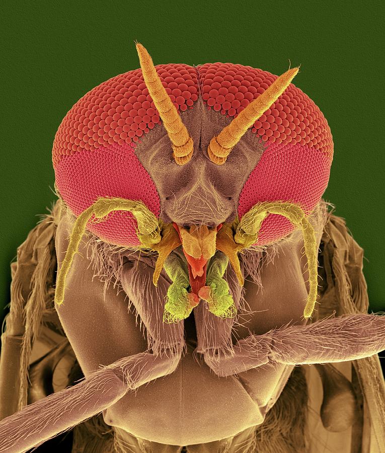 Black Fly Adult Male Head Photograph By Dennis Kunkel Microscopyscience Photo Library Fine 5518