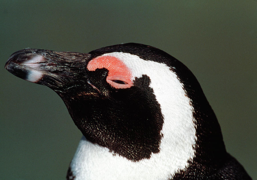 Black-footed Penguin #2 Photograph by Tony Camacho/science Photo Library