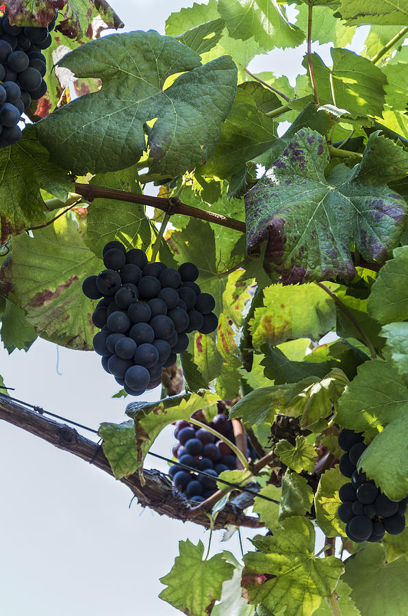 Black grapes #2 Photograph by Paulo Goncalves