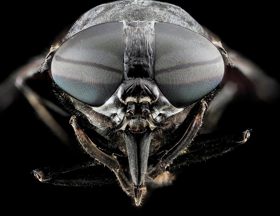 Black Horse Fly #2 Photograph by Us Geological Survey