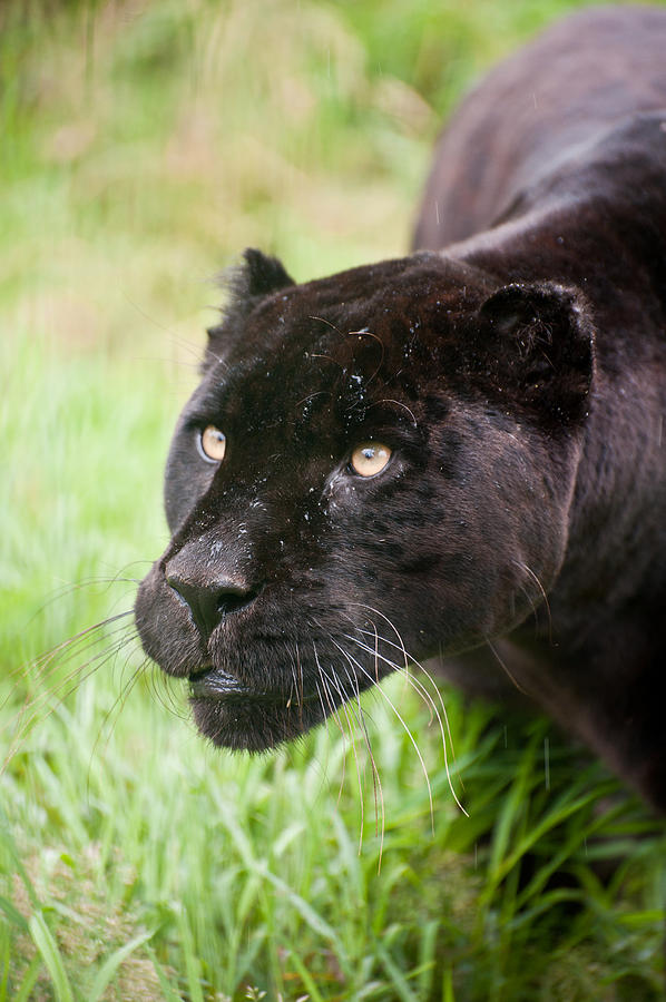 Wildlife Photograph - Black jaguar  #2 by Matthew Gibson