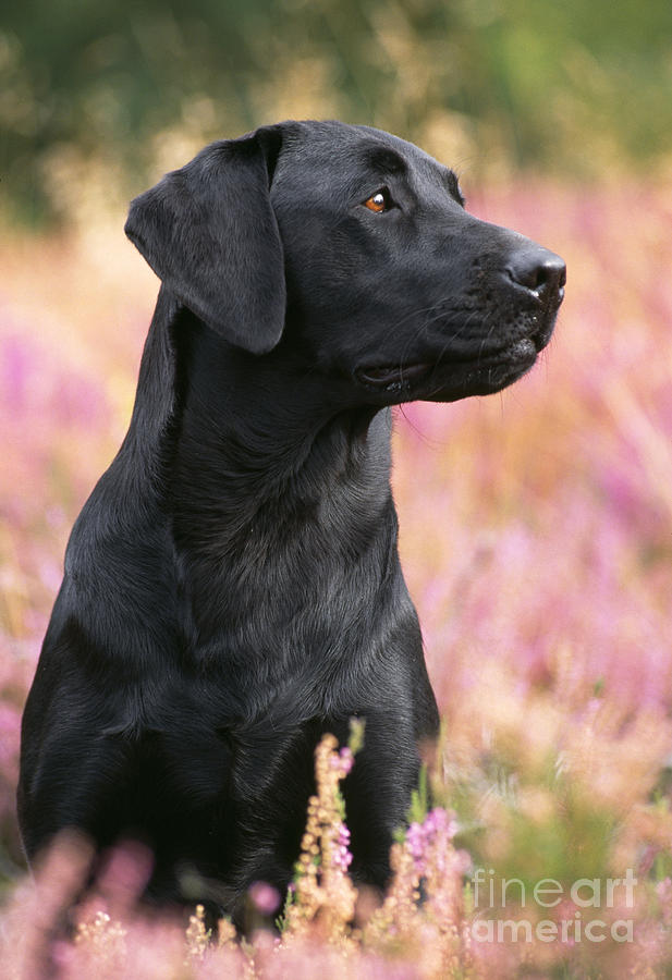 Black Labrador Dog #3 Photograph by John Daniels