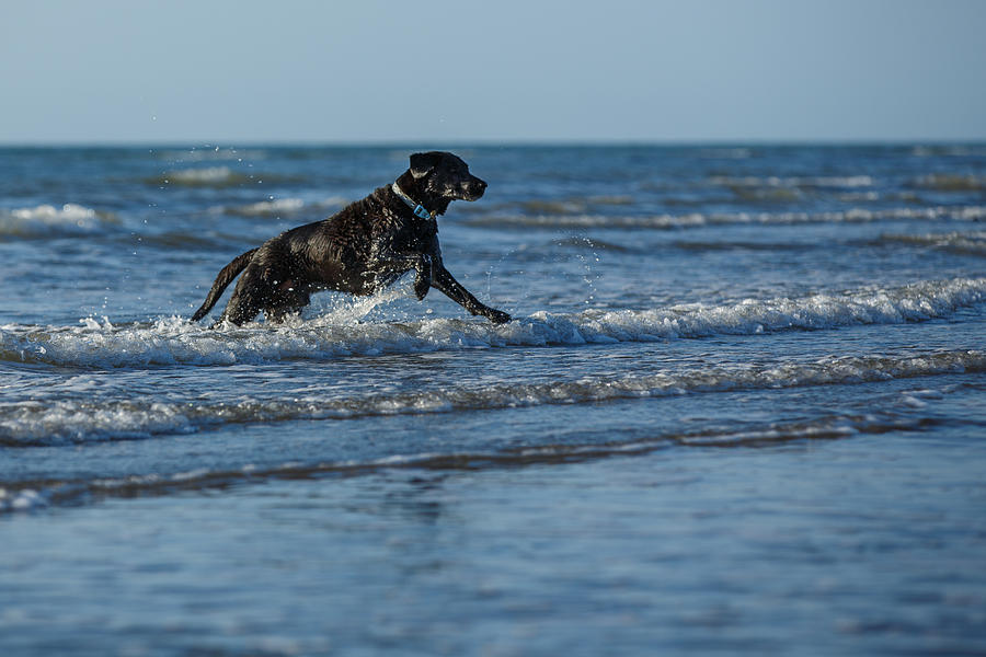 Black labrador on the beach Photograph by Izzy Standbridge Fine Art