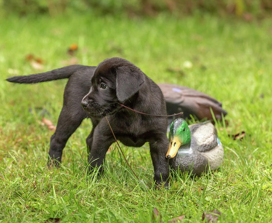 Black Labrador Retriever Puppy #2 Photograph by Linda Arndt